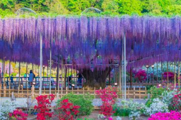 สวนดอกไม้