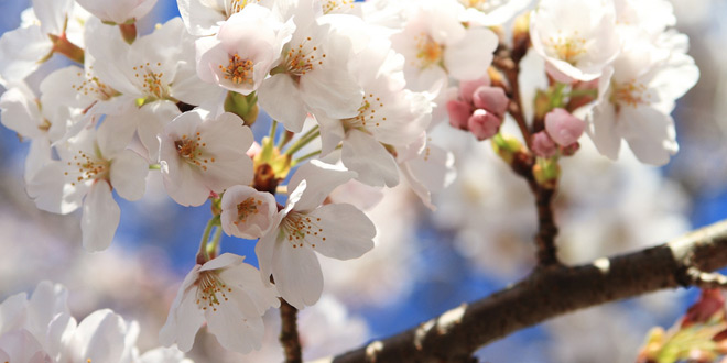 チェンライが日本の桜で新たな観光地開発
