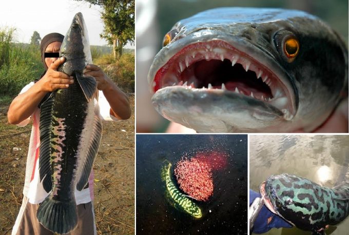 凶悪な面構え&稚魚を守るチャドー
