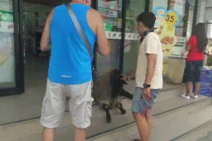 観光客とヤギ
