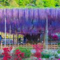 สวนดอกไม้