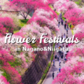 flower festival nagano niigata cover