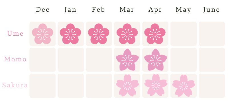 ความแตกต่างของดอกซากุระ ดอกบ๊วย ดอกท้อ