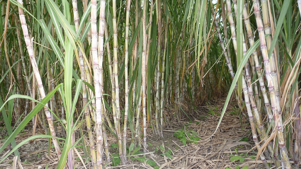 sugarcane03