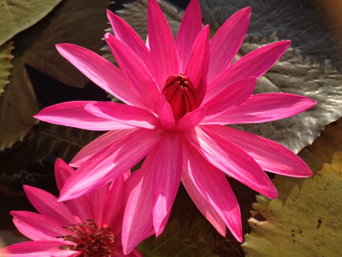 suiren-pink