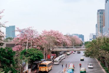 "タイ桜"「チョンプー・パンティップ」が見頃に ©Thai PBS(by Patcharakorn Pemwattana)